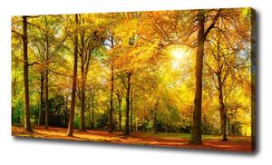 Foto obraz canvas Podzimní les oc-89529230