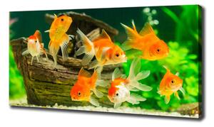 Foto obraz na plátně Zlaté rybky oc-89540196