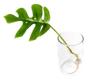 Monstera minima - řízek k zakořenění Monstera