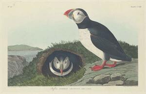 Obrazová reprodukce Puffin, 1834, John James (after) Audubon