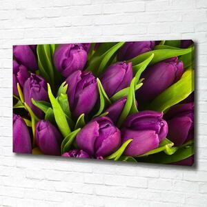 Foto obraz na plátně Fialové tulipány oc-89975331