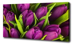 Foto obraz na plátně Fialové tulipány oc-89975331