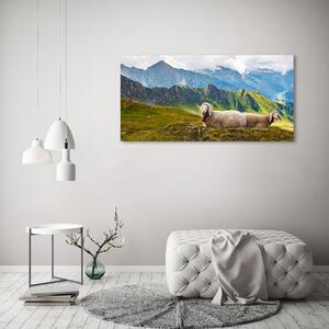 Foto-obraz fotografie na skle Ovce v Alpách osh-90327187