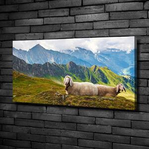 Moderní obraz canvas na rámu Ovce v Alpách oc-90327187