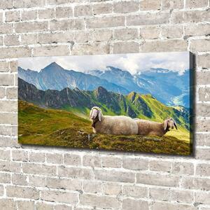 Moderní obraz canvas na rámu Ovce v Alpách oc-90327187