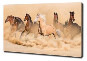 Foto obraz na plátně Koně poušť oc-90840320