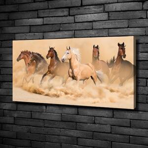 Foto obraz na plátně Koně poušť oc-90840320