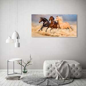Foto obraz na plátně Koně ve cvalu oc-90824183