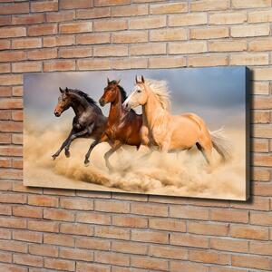 Foto obraz na plátně Koně ve cvalu oc-90824183