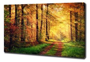 Foto obraz na plátně Podzimní les oc-91078750