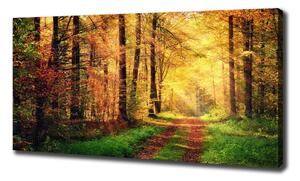 Foto obraz na plátně Podzimní les oc-91078750