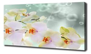 Foto obraz na plátně Bílá orchidej oc-91133337