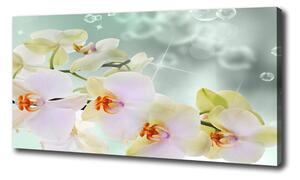 Foto obraz na plátně Bílá orchidej oc-91133337