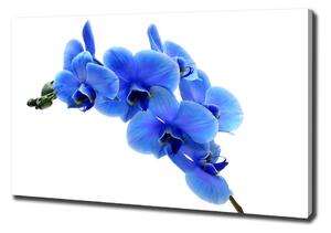 Foto obraz na plátně Modrná orchidej oc-91549599