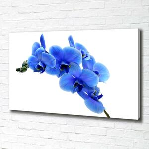 Foto obraz na plátně Modrná orchidej oc-91549599