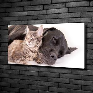 Foto obraz na plátně Pes s kočkou oc-91792125