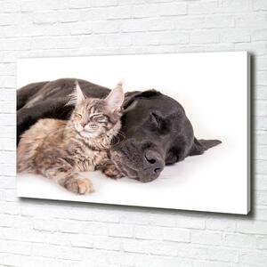 Foto obraz na plátně Pes s kočkou oc-91792125
