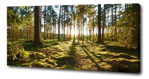 Foto obraz na plátně Sosnový les oc-92027264