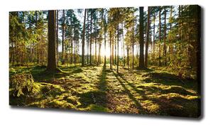 Foto obraz na plátně Sosnový les oc-92027264