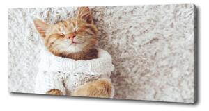 Fotoobraz fotografie na plátně Kočka ve svetru oc-92307728