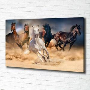 Foto obraz na plátně Koně ve cvalu oc-92773051