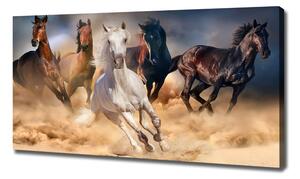 Foto obraz na plátně Koně ve cvalu oc-92773051