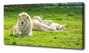 Foto obraz na plátně Béžové lvy oc-93716692