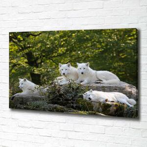 Foto obraz na plátně Bílí vlci a skála oc-93949837