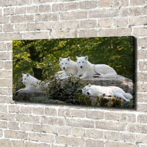 Foto obraz na plátně Bílí vlci a skála oc-93949837