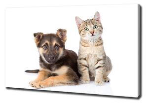 Foto obraz na plátně Pes a kočka oc-94452483