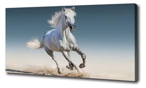 Foto obraz na plátně Bílý kůň ve cvalu oc-95257889
