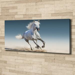 Foto obraz na plátně Bílý kůň ve cvalu oc-95257889