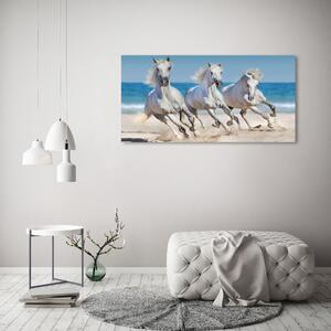 Foto-obraz na skle Bílí koně pláž osh-95257914