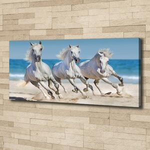 Foto obraz na plátně Bílí koně pláž oc-95257914