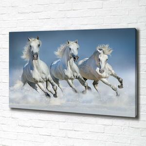 Foto obraz na plátně Koně ve cvalu oc-95257907