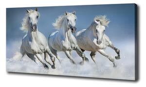 Foto obraz na plátně Koně ve cvalu oc-95257907