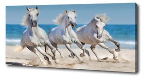 Foto obraz na plátně Bílí koně pláž oc-95257914