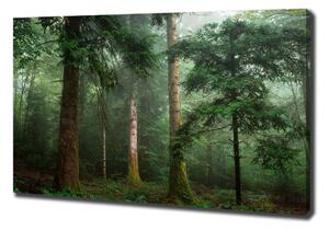 Foto obraz na plátně Mlha v lese oc-95330664
