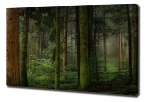 Foto obraz na plátně Mlha v lese oc-95353064