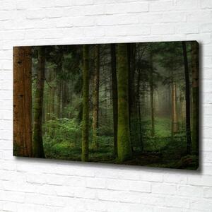 Foto obraz na plátně Mlha v lese oc-95353064