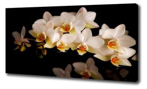 Foto obraz na plátně Orchidej oc-95410450