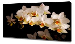 Foto obraz na plátně Orchidej oc-95410450