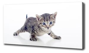 Foto obraz na plátně do obýváku Malá kočka oc-95620650