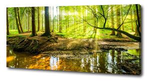 Foto obraz na plátně Rybník v lese oc-96124300