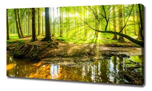 Foto obraz na plátně Rybník v lese oc-96124300