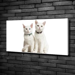 Foto obraz na plátně Bílé kočky oc-97350767