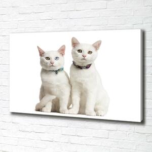 Foto obraz na plátně Bílé kočky oc-97350767