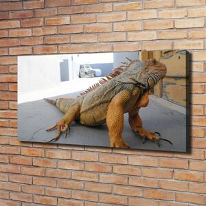 Foto obraz na plátně Iguana oc-97700993