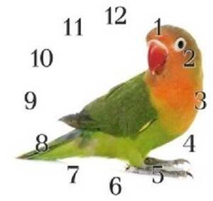Nástěnné hodiny papoušek 30x30cm VII - plexi