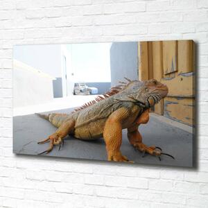 Foto obraz na plátně Iguana oc-97700993